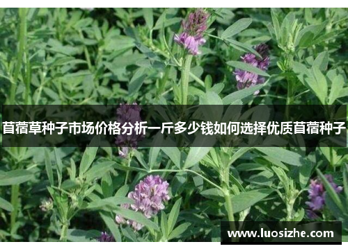苜蓿草种子市场价格分析一斤多少钱如何选择优质苜蓿种子